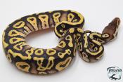Python royal - Python regius Pastel Phantom (POSS YB)