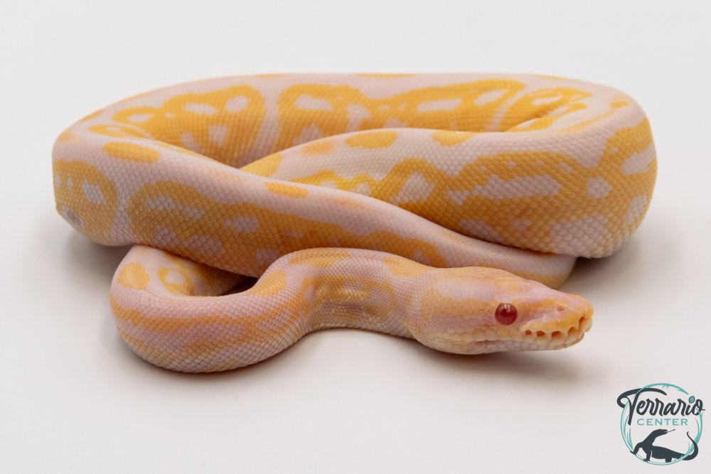 Python royal - Python regius Albinos Pewter