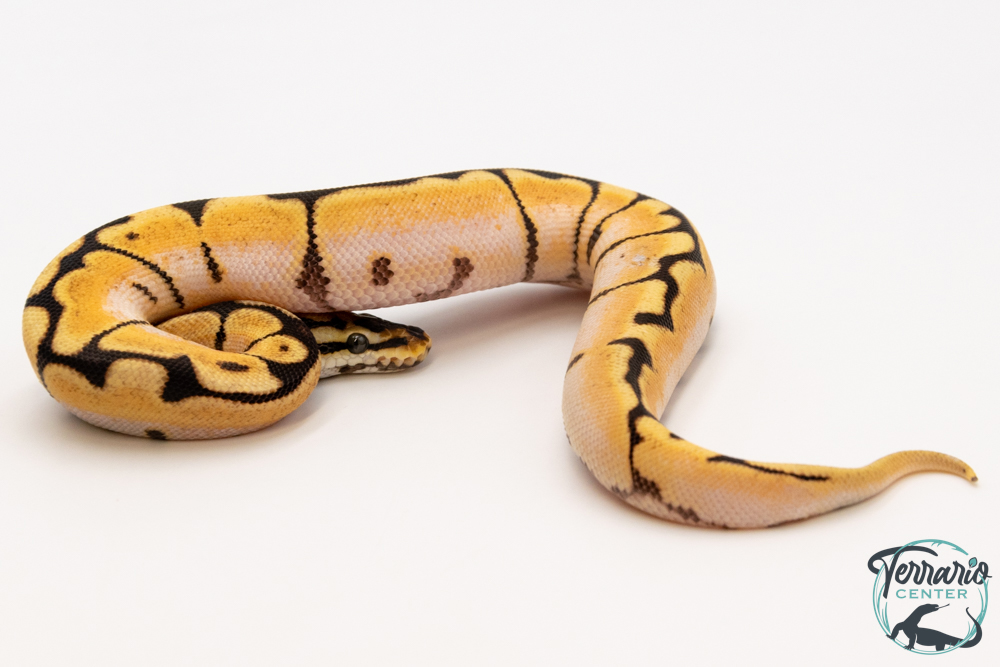 Python royal - Python regius Spider Orange Dream possible Yellow Belly