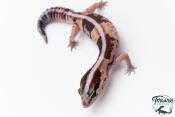 Hemitheconyx caudicinctus - Gecko à queue grasse - Femelle &#9792; A2