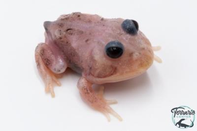 Grenouille cornue - Ceratophrys cranwelli MUTANT METAL BLUE