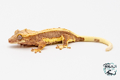 Correlophus ciliatus Lily White - Gecko à crête - Femelle -  PH2024011010152438