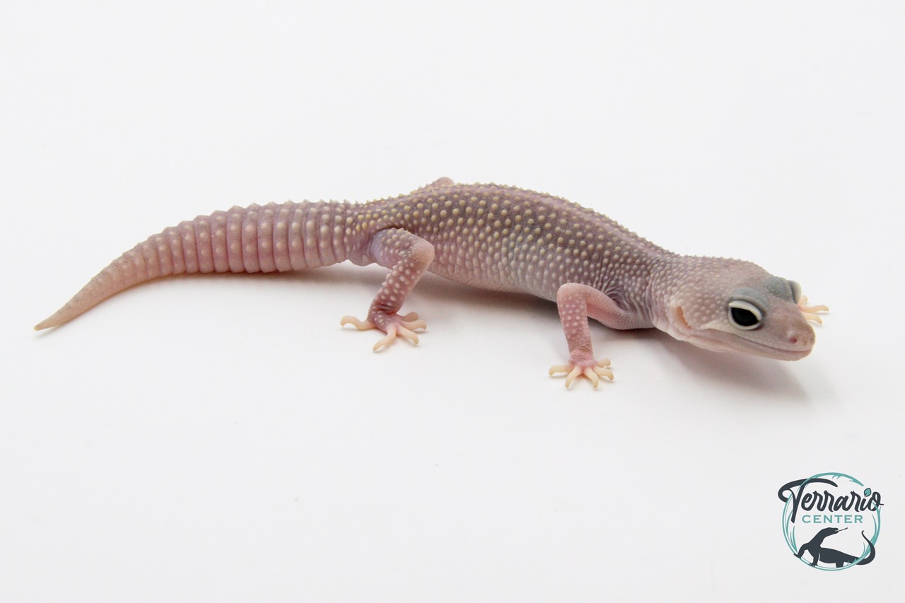 EM24 - Gecko Léopard - Eublepharis Macularius Blizzard - Mâle