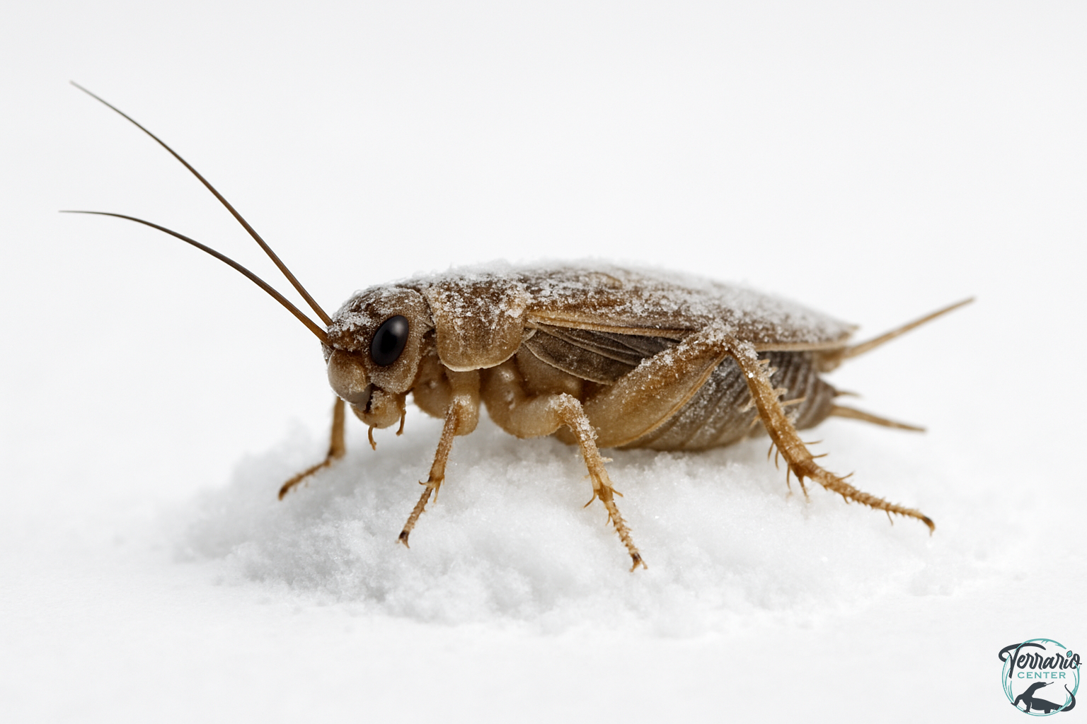 Insectes congels
