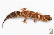 Underwoodisaurus milii - Gecko aboyeur  Het HYPO