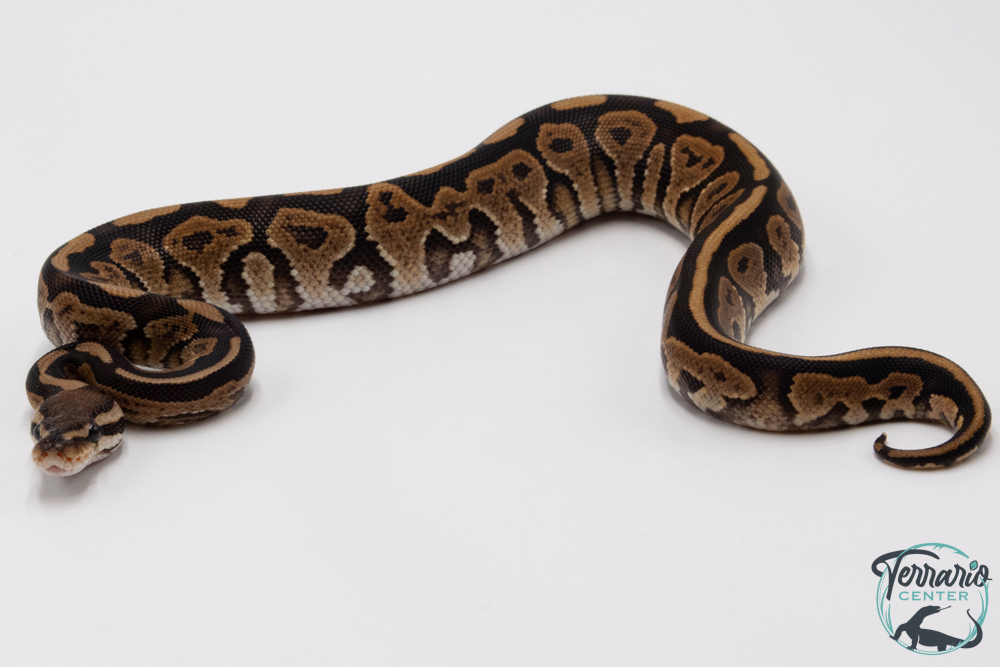 Python royal - Python regius Black Pastel