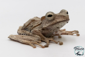 Polypedates otilophus - Grenouille d'arbre d'argent