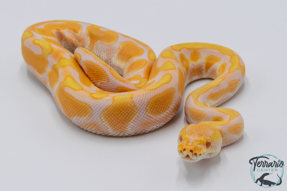 Python royal - Python regius Albinos Pastel Enchi