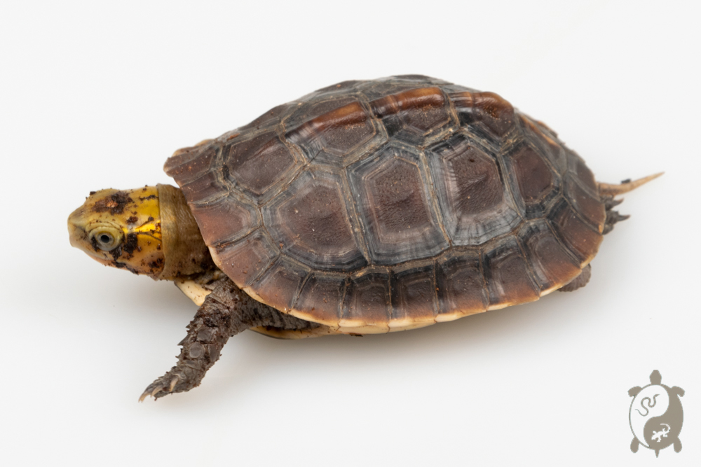 Cuora Flavomarginata - Tortue-boîte à bords jaunes - Juvénile