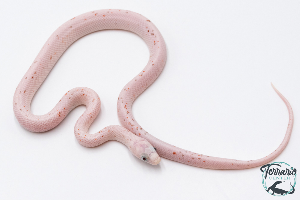 Serpent des blés - Pantherophis guttatus Palmetto