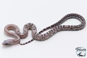 Serpent des blés - Pantherophis guttatus Scaleless Anery