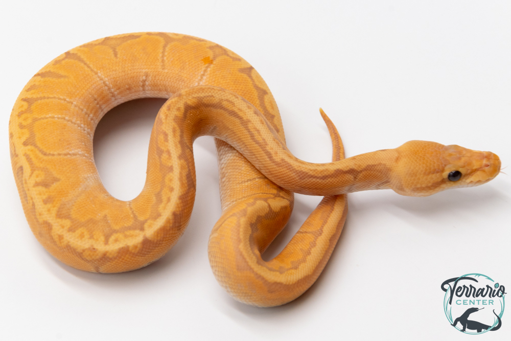 Python royal - Python regius Banana Pinstripe GHI