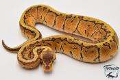Python royal - Python regius Lemon Blast