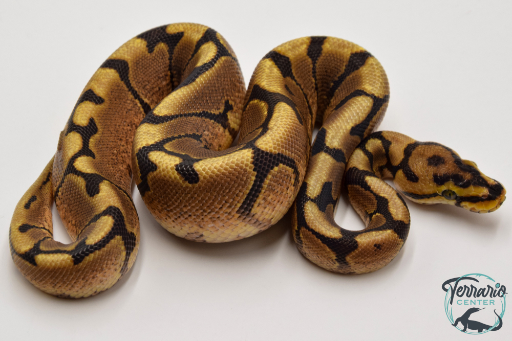 Python royal - Python regius Spider Yellow Belly