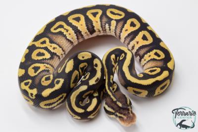 Python royal - Python regius Pastel Phantom (POSS YB)