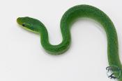 Gonyosoma coeruleum -  Serpent ratier vert - NC 2024