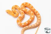 Pituophis catenifer sayi - Serpent taureau - Albinos