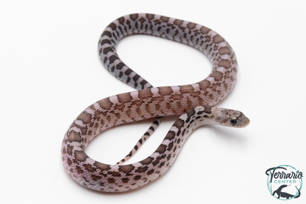 Pituophis catenifer sayi - Serpent taureau - Axanthic