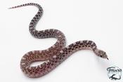 Pituophis catenifer sayi - Serpent taureau - Axanthic