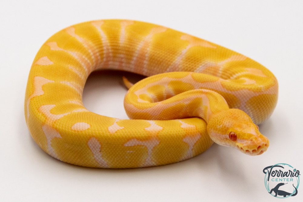Python royal - Python regius Albinos Enchi