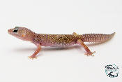EM02 - Gecko Léopard - Eublepharis Macularius Murphy - NC 2023