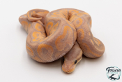 Python royal - Python regius Banana Cinnamon