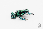 Dendrobates auratus - Dendrobate doré Cahuita