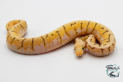 Python royal - Python regius Spinner Blast Yellow Belly