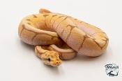 Python royal - Python regius Banana Spider