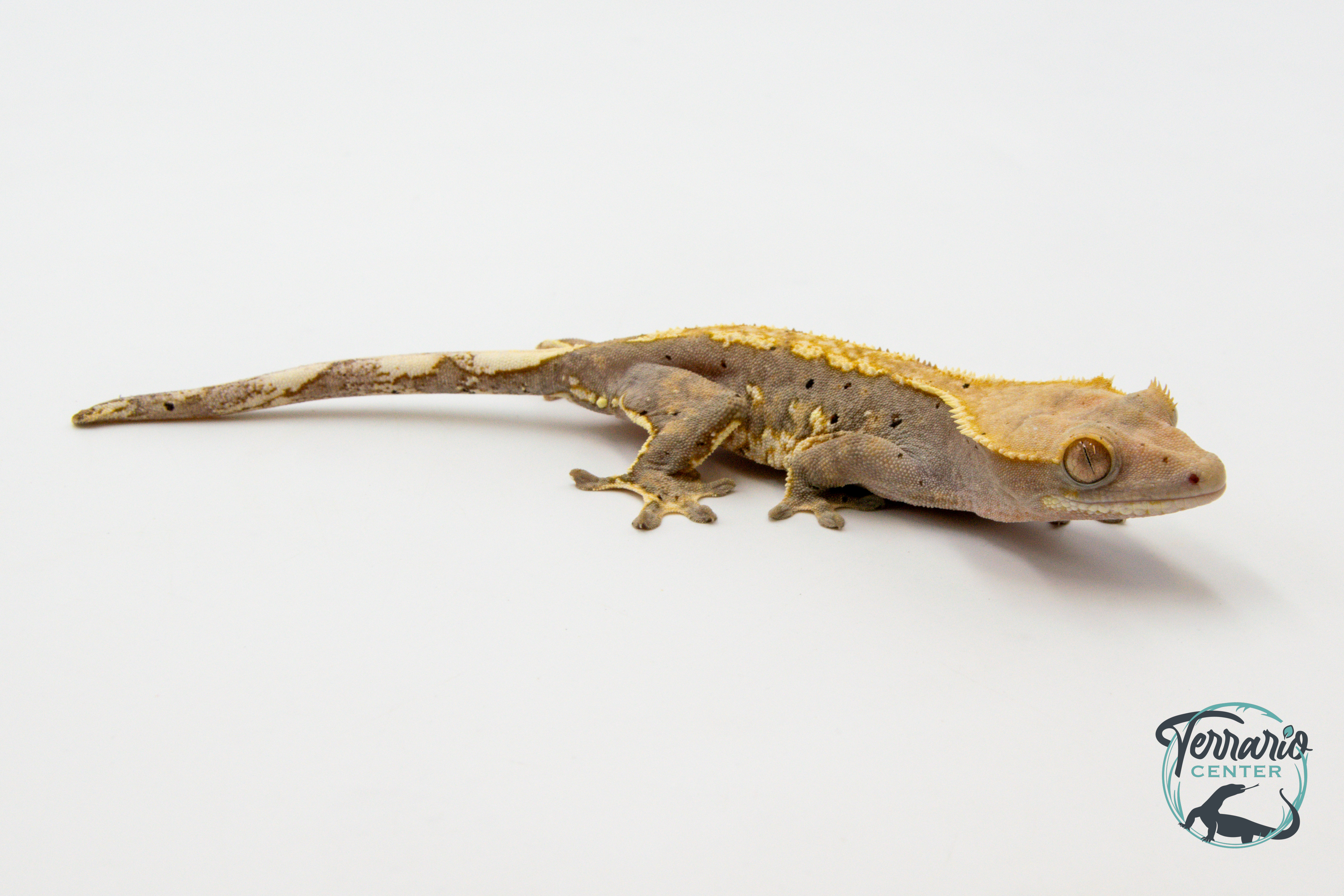 Correlophus ciliatus - Gecko à crête - Femelle -  250228500118645