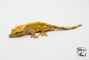 Correlophus ciliatus - Gecko à crête - Mâle -  250228500117241