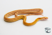 Serpent des blés - Pantherophis guttatus Tessera butter ligné