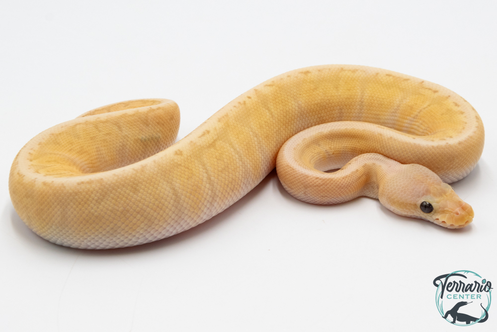 Python royal - Python regius Banana Lemon Blast GHI