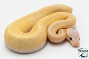 Python royal - Python regius Banana Lemon Blast Yellow Belly