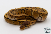 Python royal - Python regius Pinstripe Yellow Belly