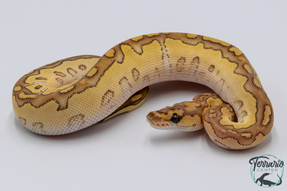 Python royal - Python regius Butter Clown