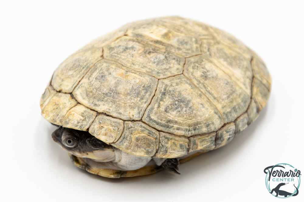 Pelomedusa subrufa – Péloméduse roussâtre - 01