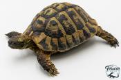 Tortue d'Hermann - Testudo hermanni boettgeri 12-15 cm - Mâle