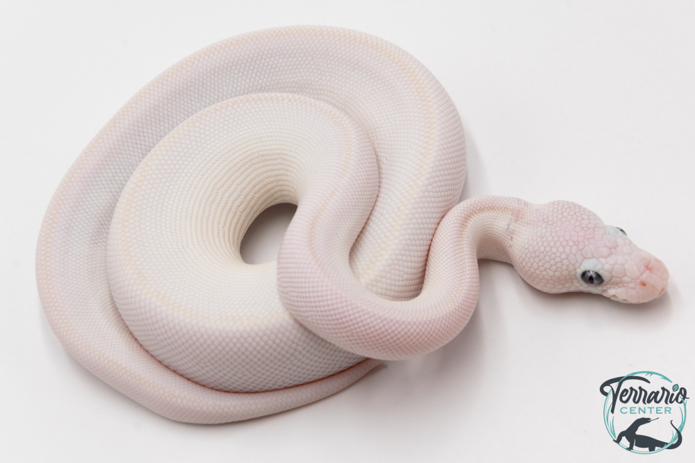 Python Royal - Python regius Leucistic