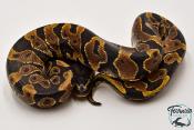 Python royal - Python regius Yellow Belly