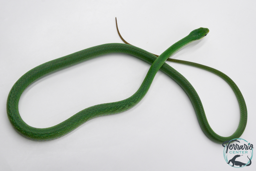 Gonyosoma coeruleum -  Serpent ratier vert - NC 2024