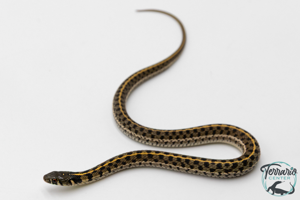 Thamnophis marcianus -  Serpent jarretière à damier