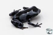 Dendrobates auratus - Dendrobate doré "Blue Black"
