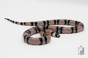 Lampropeltis triangulum hondurensis -  Faux-corail du Honduras - Anery