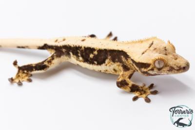 Correlophus ciliatus Lilly White - Gecko à crête - NC 2025 -  33