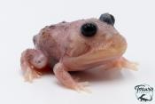 Grenouille cornue - Ceratophrys cranwelli MUTANT METAL BLUE