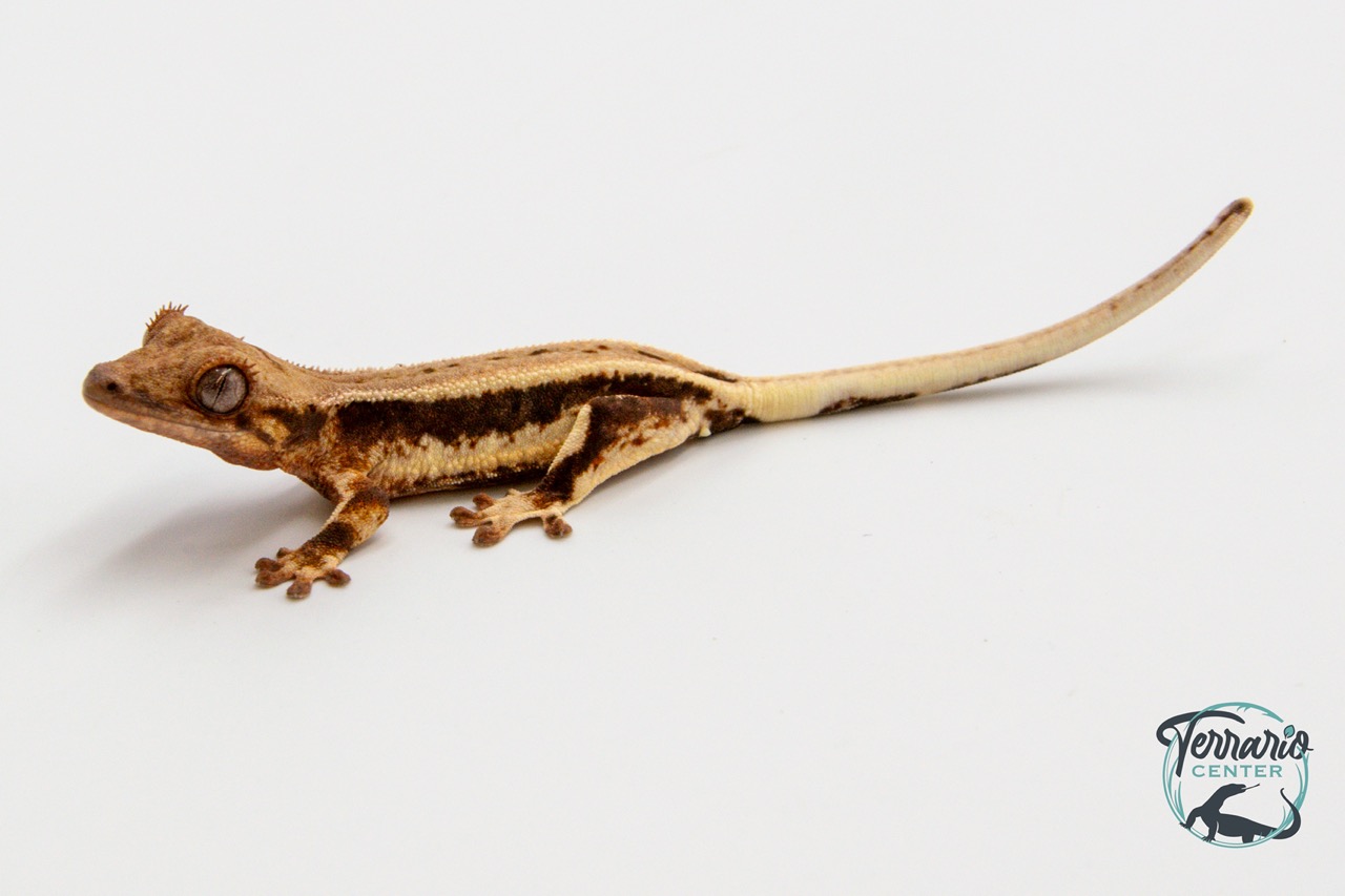 Correlophus ciliatus Lily White - Gecko à crête - Juvénile 12 -  NC 2023 - PH2024011010152270