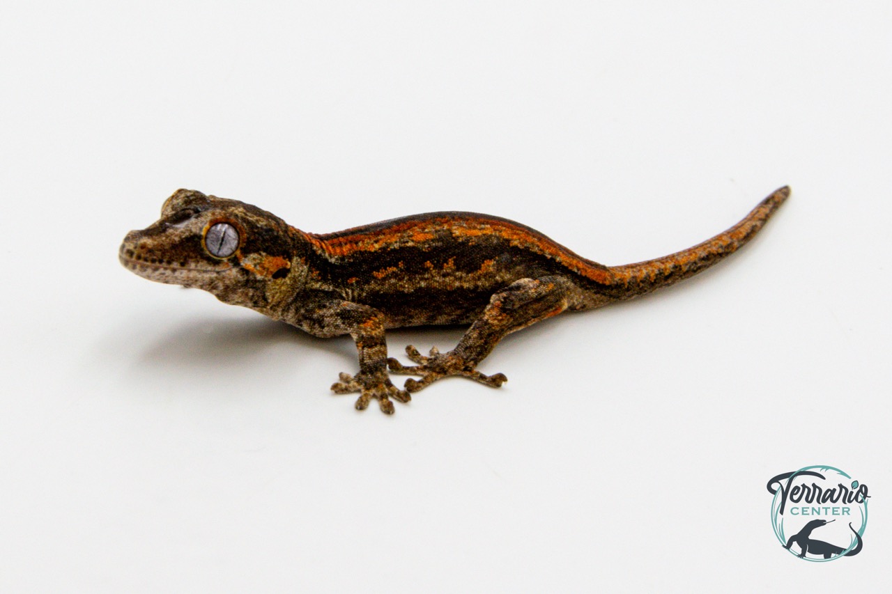 Rhacodactylus auriculatus - Gecko gargouille - 20 - NCUE - PH2024021418104939
