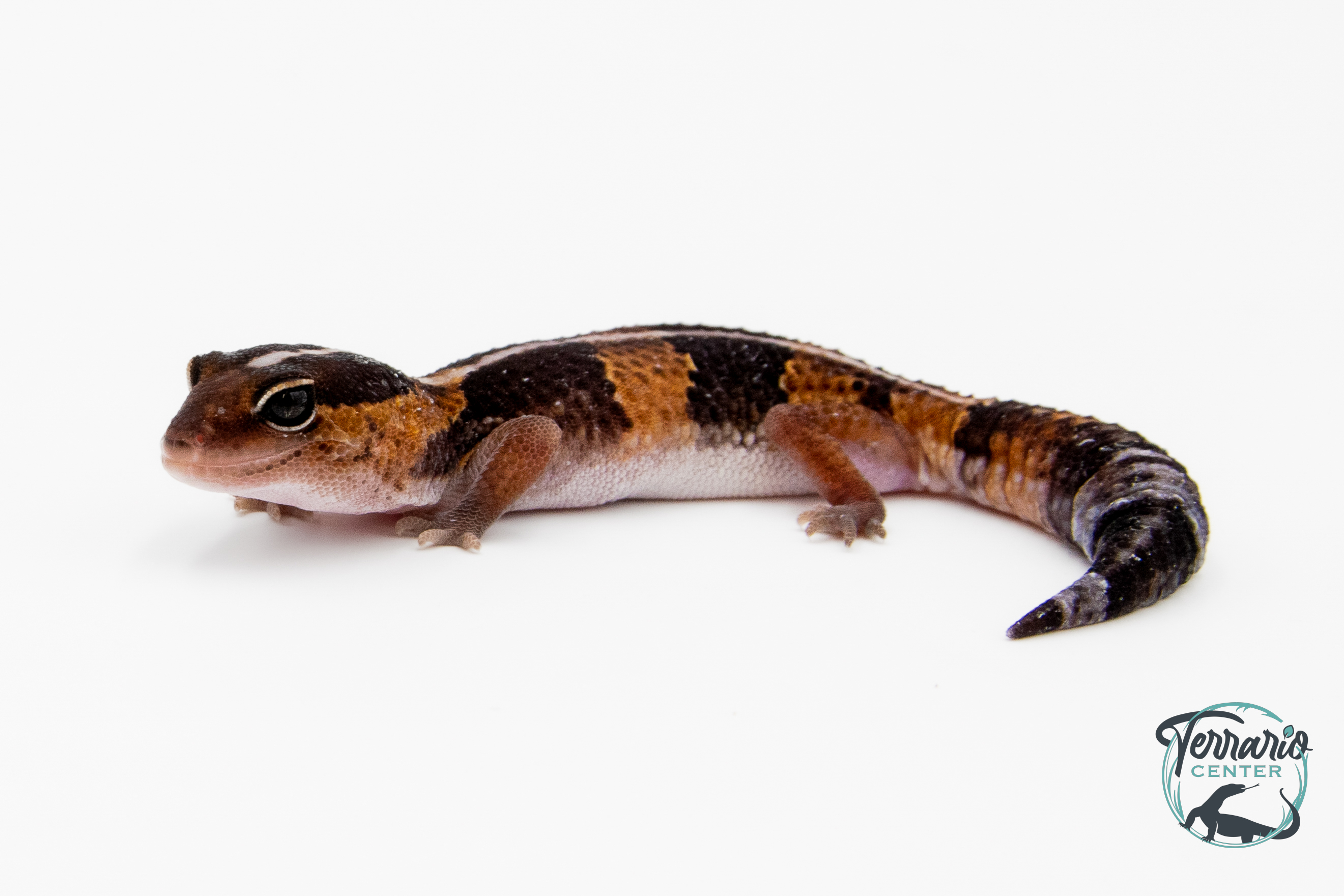 Hemitheconyx caudicinctus - Gecko à queue grasse