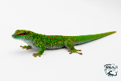 Phelsuma grandis - Gecko géant de Madagascar